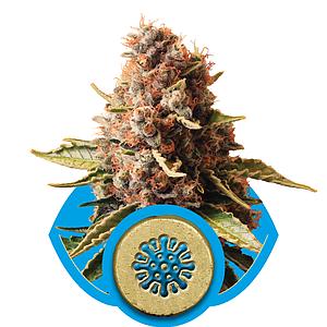 EUPHORIA 10pcs feminized (Royal Queen Seeds Medical)