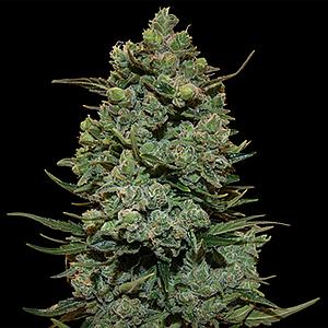 COOKIES KUSH 5pcs feminized (Barney's Farm)