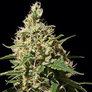 PEPPERMINT KUSH 5pcs feminized (Barney's Farm)