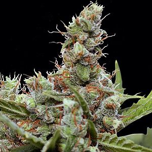 CBD CRITICAL CURE 5pcs feminized (Barney's Farm)