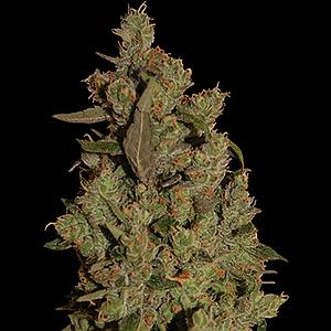 CBD CRITICAL CURE  3pcs feminized (Barney's Farm)