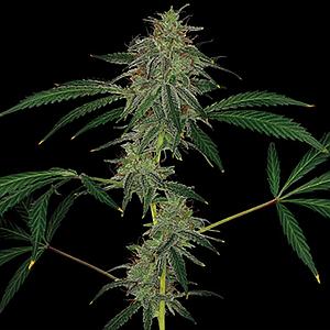 BLUE MAMMOTH AUTO  3pcs autoflower (Barney's Farm)