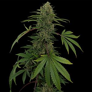 CRITICAL RAPIDO AUTO  3pcs autoflower (Barney's Farm)