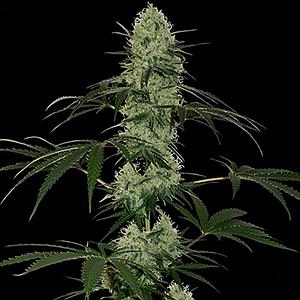 TANGELO RAPIDO AUTO  3pcs autoflower (Barney's Farm)