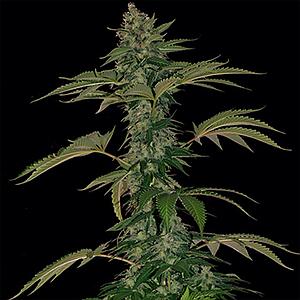 GRAPE MUERTE AUTO  3pcs autoflower (Barney's Farm)