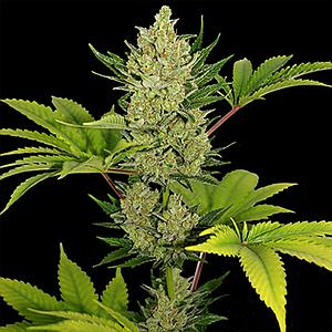 AUTO BLUE CHEESE  3pcs autoflower (Barney's Farm)