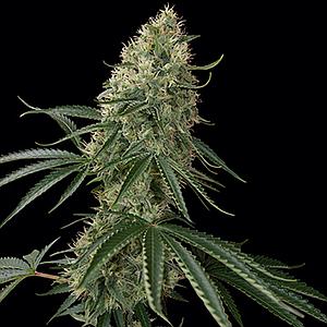 SIN TRA BAJO 5pcs autoflower (Barney's Farm)