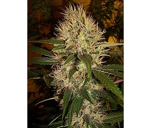 MARTIAN MEAN GREEN 3pcs feminized (DNA Genetics)