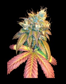 SOUR SECRET 3pcs feminized (DNA Genetics)