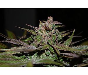 PURPLE WRECK 6pcs feminized (DNA Genetics Riserva Privada)