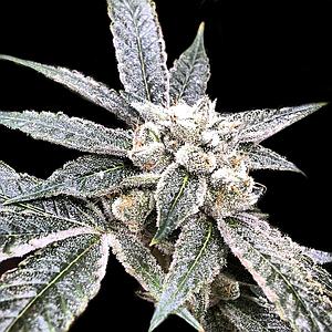 GOLDEN BERRY 6pcs feminized (DNA Genetics)