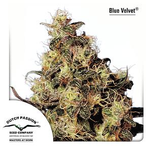 BLUE VELVET ® 3pcs regular (Dutch Passion)