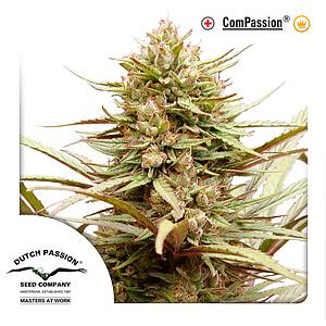 COMPASSION ® 3pcs feminized (Dutch Passion)