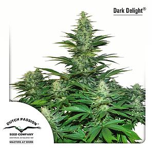 DARK DELIGHT ® 3pcs feminized (Dutch Passion)