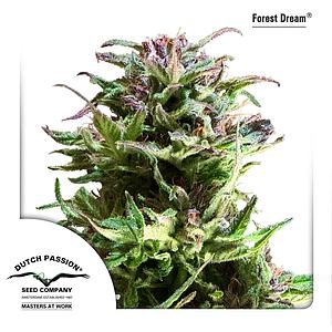 FOREST DREAM ® 3pcs feminized (Dutch Passion)