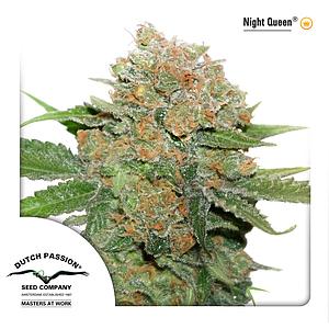 NIGHT QUEEN ® 3pcs feminized (Dutch Passion)