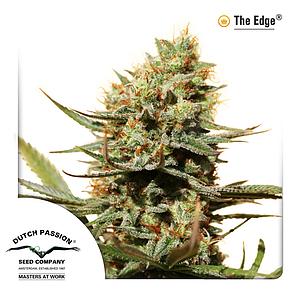 THE EDGE ® 3pcs feminized (Dutch Passion)