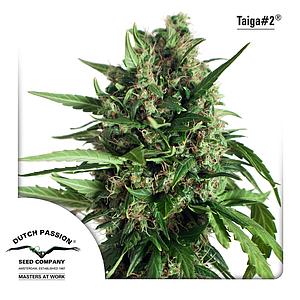 TAIGA #2 7pcs autoflower (Dutch Passion)