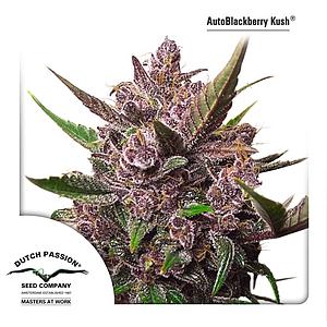 AUTOBLACKBERRY KUSH ® 7pcs autoflower (Dutch Passion)