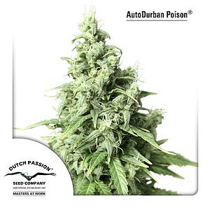 AUTODURBAN POISON ® 3pcs autoflower (Dutch Passion)