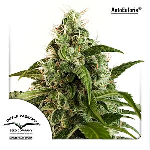 AUTOEUFORIA ® 3pcs autoflower (Dutch Passion)