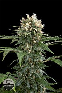 BLUE THAI 5pcs feminized (Dinafem)