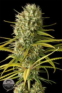 ORIGINAL AMNESIA 1pc feminized (Dinafem)