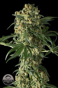 BIG KUSH 1pc feminized (Dinafem)