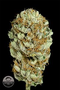 BLUE KUSH 3pcs feminized (Dinafem)