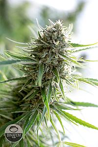 CRITICAL MASS CBD 5pcs feminized (Dinafem)