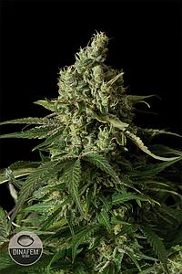 MOBY DICK CBD 5pcs feminized (Dinafem)