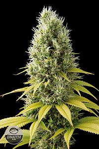 SHARK SHOCK CBD 1pc feminized (Dinafem)