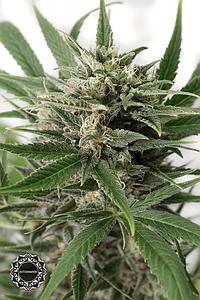 BLUE AMNESIA XXL AUTO 1pc autoflower (Dinafem)