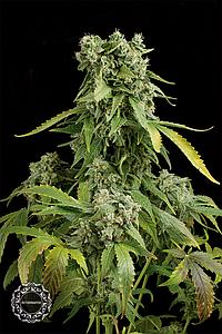 BLUE CHEESE AUTO 1pc autoflower (Dinafem)