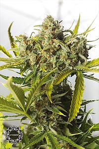 BLUE CRITICAL AUTO 1pc autoflower (Dinafem)