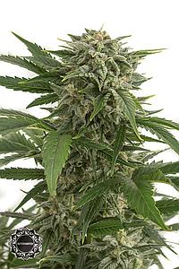 BUBBA KUSH AUTO 5pcs autoflower (Dinafem)