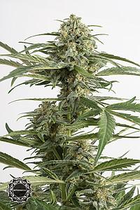 CRITICAL CHEESE AUTO 5pcs autoflower (Dinafem)