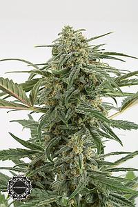 CRITICAL+ 2.0 AUTO 1pc autoflower (Dinafem)