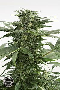 HAZE XXL AUTO 1pc autoflower (Dinafem)