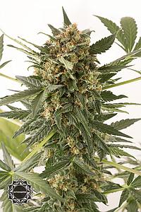 KUSH-N-CHEESE AUTO 1pc autoflower (Dinafem)