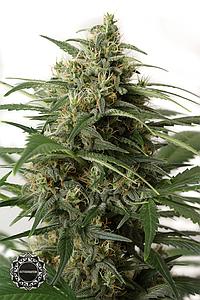 MOBY DICK XXL AUTO 1pc autoflower (Dinafem)