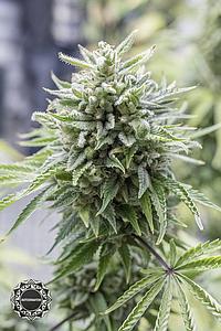 OG KUSH AUTO 1pc autoflower (Dinafem)