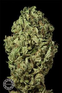 SOUR DIESEL AUTO 1pc autoflower (Dinafem)