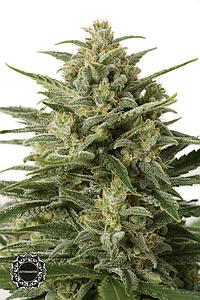 WHITE WIDOW XXL AUTO 1pc autoflower (Dinafem)