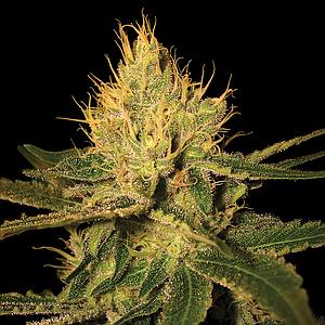 CANNALOPE HAZE 3pcs feminized (DNA Genetics)