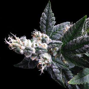 JUJU ROYAL 3pcs feminized (DNA Genetics Special)