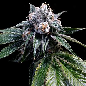 LEMON WALKER 3pcs feminized (DNA Genetics Grow Your Own Collection)