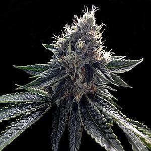 SOUR KOSHER 3pcs feminized (DNA Genetics)