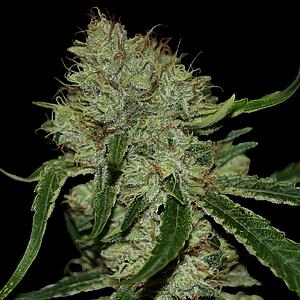 TANGILOPE 3pcs feminized (DNA Genetics)