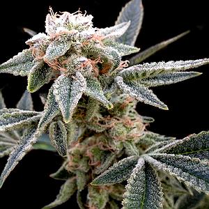 WHITE ALIEN 3pcs feminized (DNA Genetics Grow Your Own Collection)